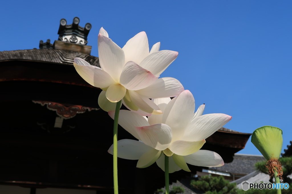 丈比べ