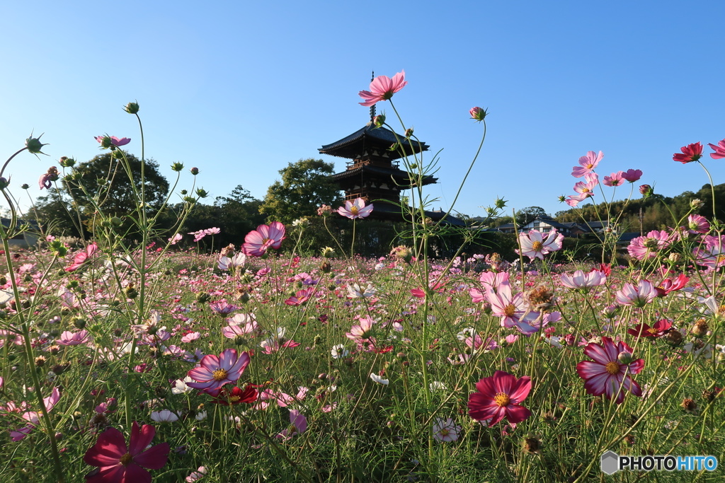 秋桜咲く