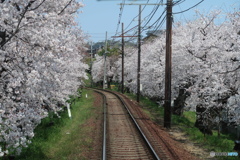 桜鉄路