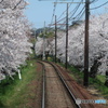 桜鉄路