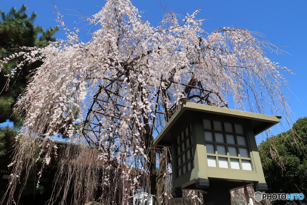 阿亀桜