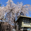 阿亀桜
