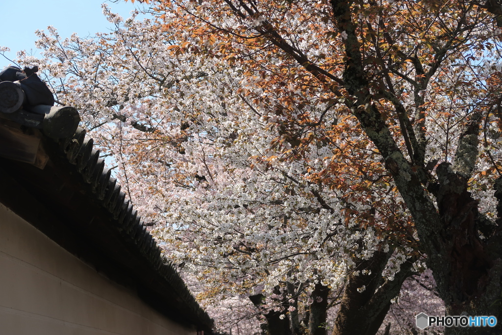 桜廻廊