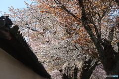 桜廻廊