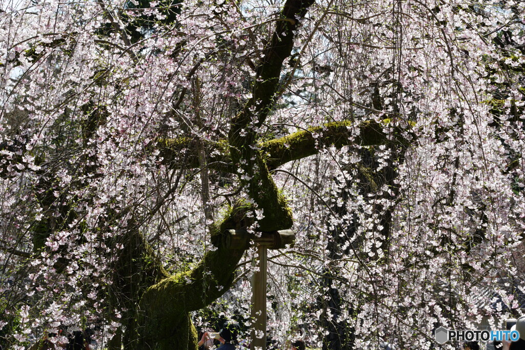 苔むす桜