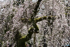苔むす桜