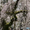 苔むす桜
