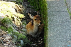 溝鹿さん