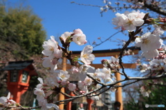 京都平野神社