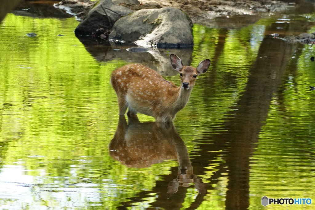 鹿水鏡