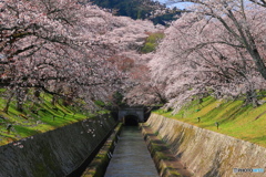 桜隧道