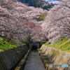 桜隧道