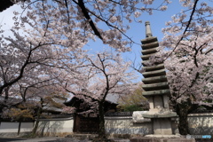 妙顕寺勅使門の春