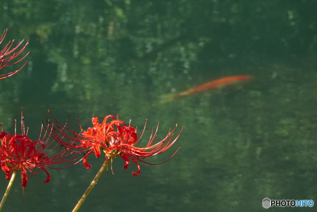 曼珠沙華と緋鯉