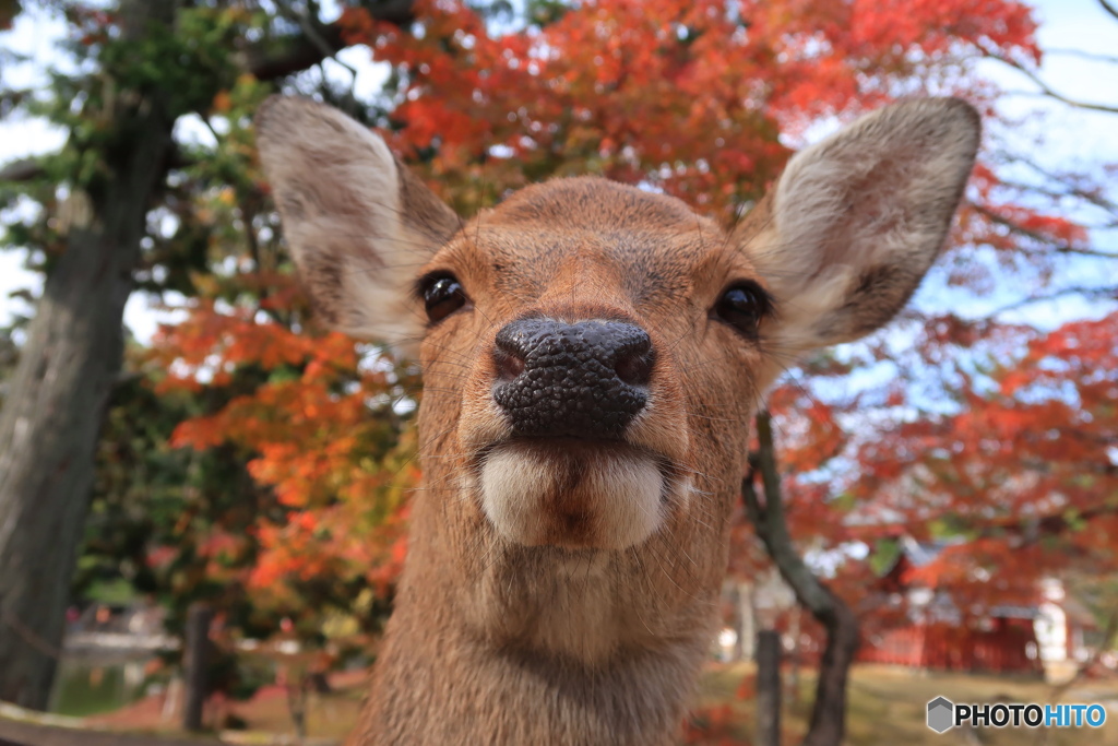 鼻でか