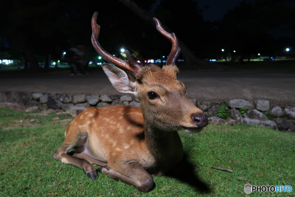 夜更かし鹿