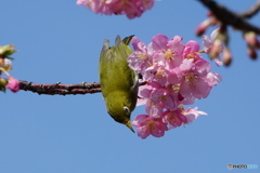 逆立ちメジロ