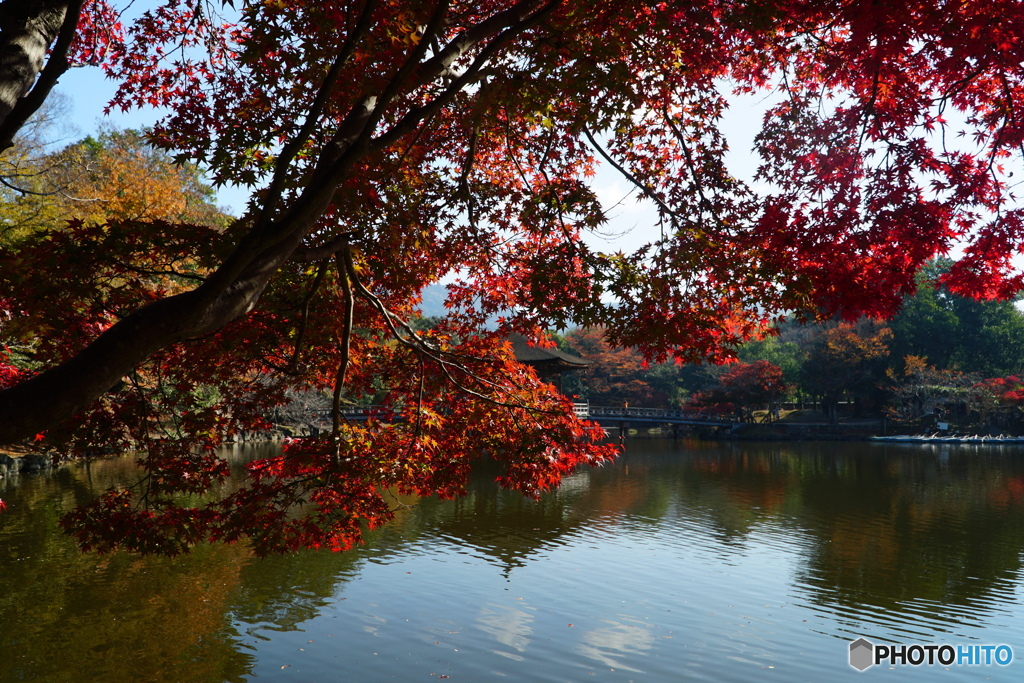 鷺池の秋