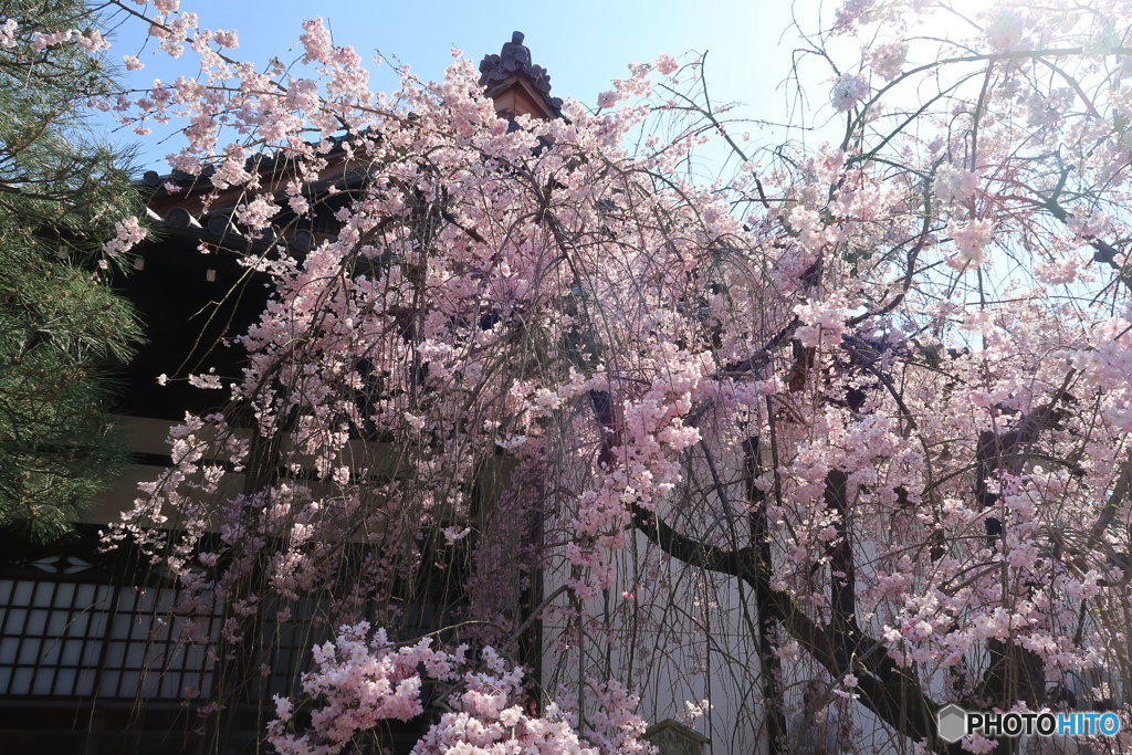 桜花の滝
