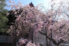 桜花の滝