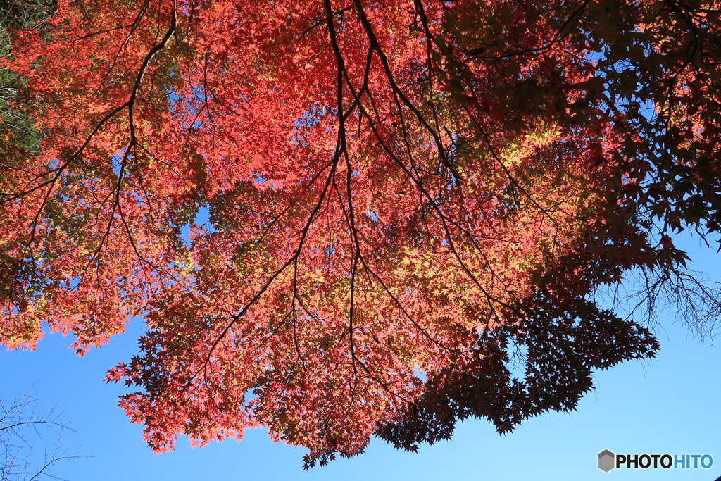 紅葉天蓋