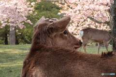 見返り牡鹿