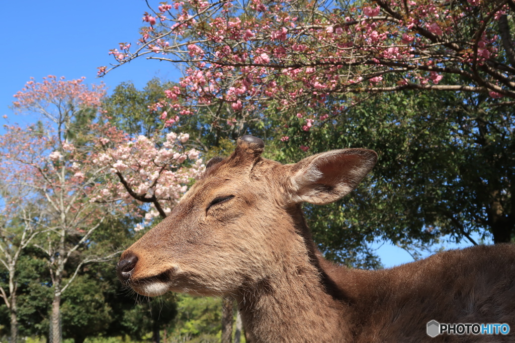 春眠