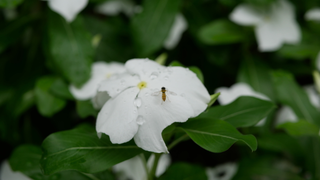 蜂？ハチ？
