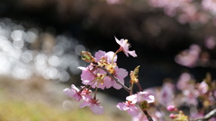 河津桜の時期ですね