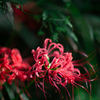曼殊沙華