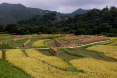 棚田の風景