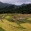 棚田の風景