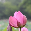 寄り添う