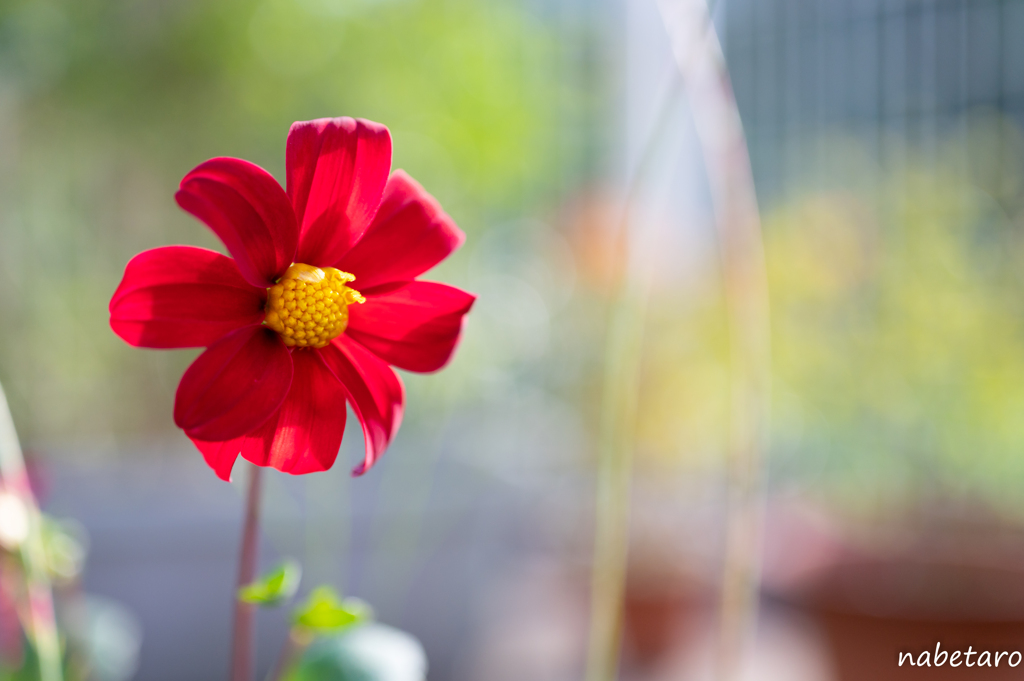 何年か前に植えた赤い花