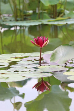 水蓮  咲くやこの花館