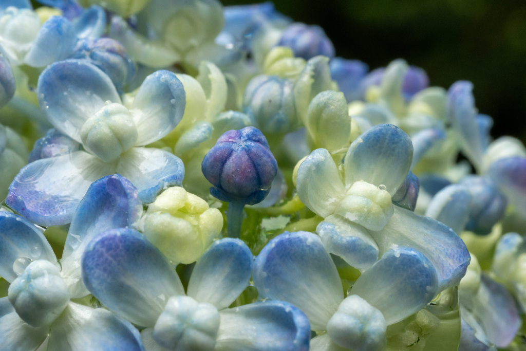 紫陽花マクロ撮影