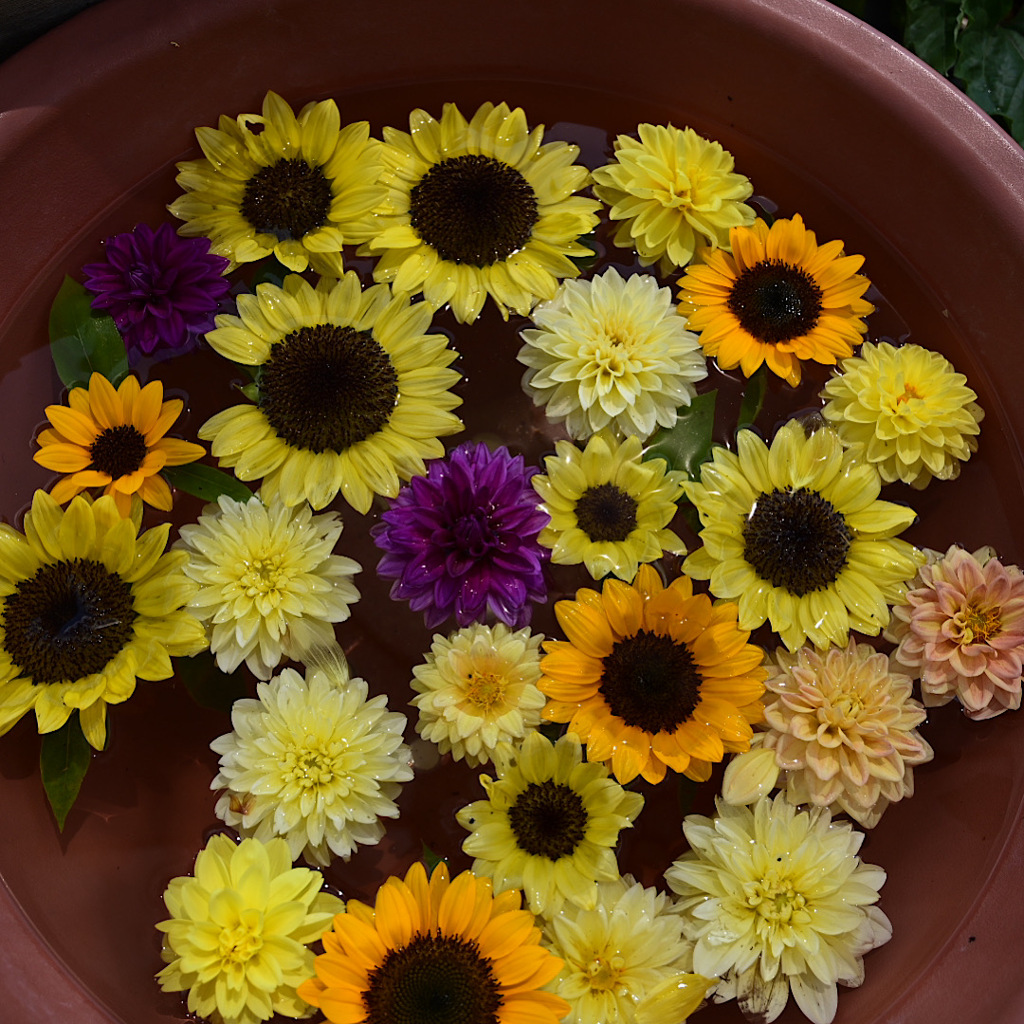 長居植物園浮き花