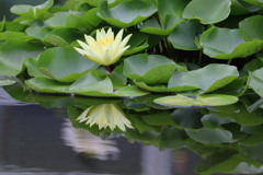 水蓮  咲くやこの花館