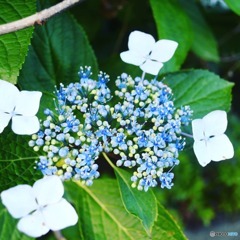 IMG_20210605_153943_931