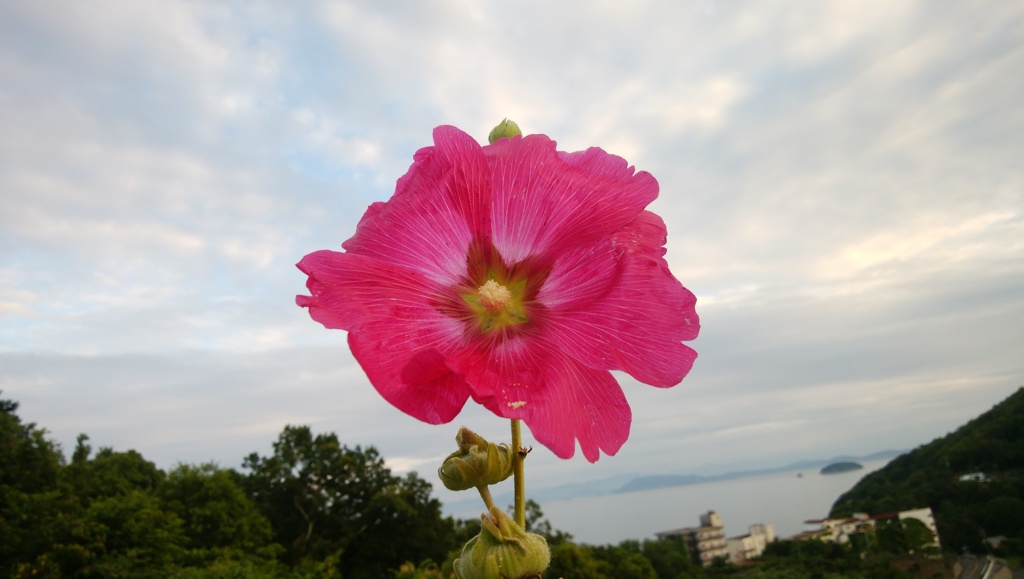 ピンクの花