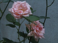 ピンクの薔薇