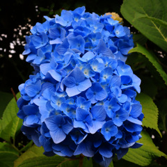紫陽花