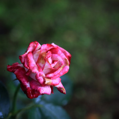 一輪の薔薇