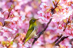 サクジロー(河津桜)