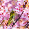 サクジロー(河津桜)