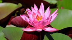 睡蓮と蜂さんです！