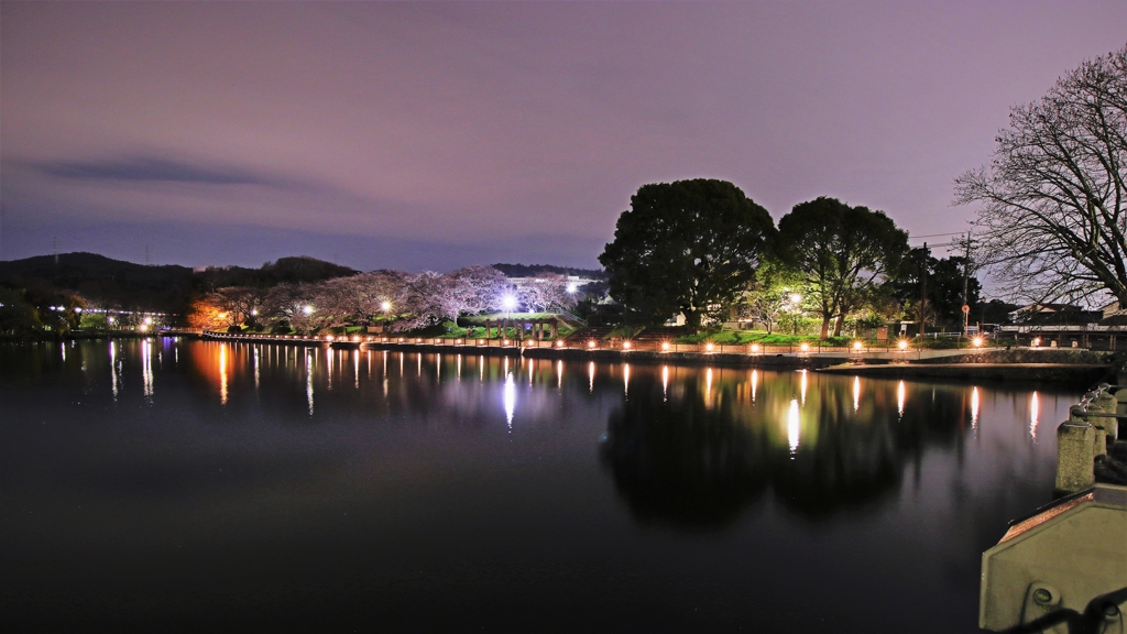 倉敷市酒津公園の夜桜