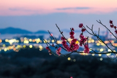 紅梅と工場夕景