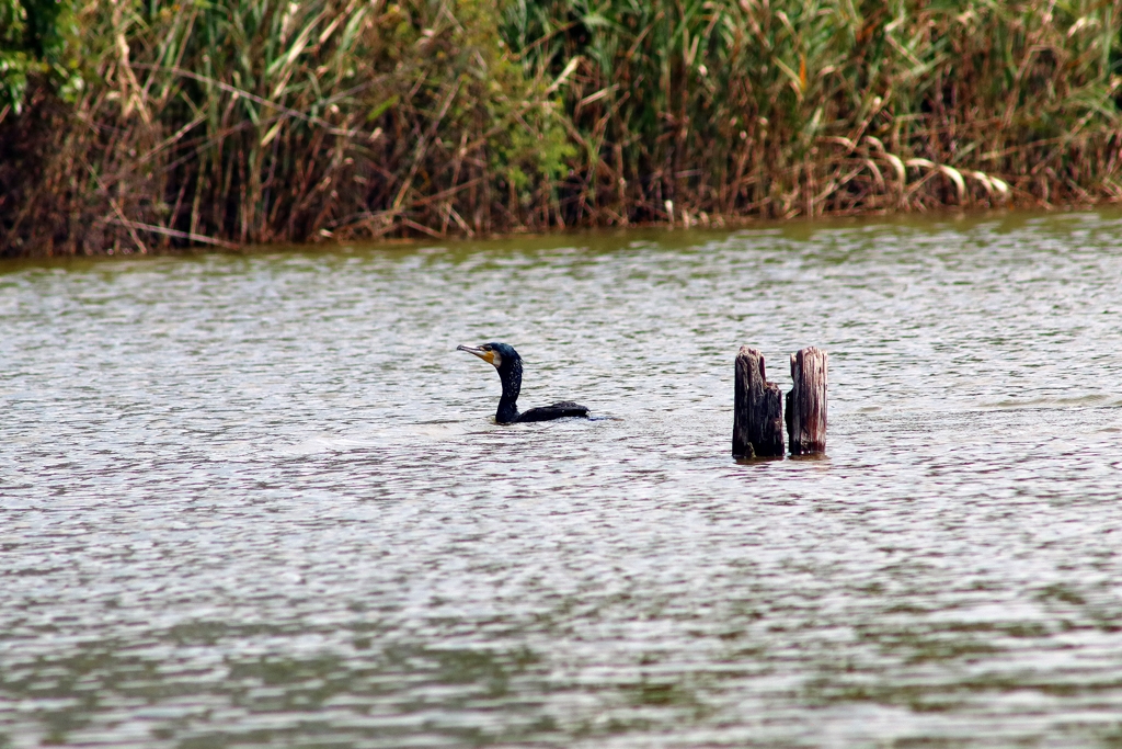 遊水池の水鳥 (鵜) ①