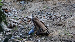 ツミさんだと思うのですが・・・？